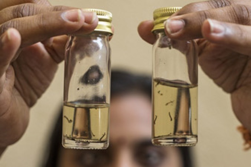 Over 10 people with dengue fever symptoms seek medical aid in Tokyo