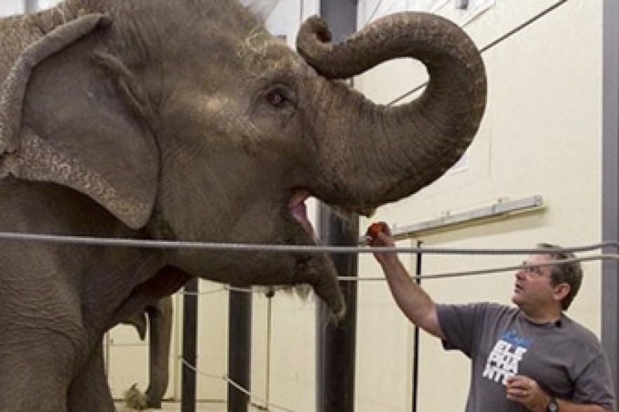 US elephant keeper trampled to death