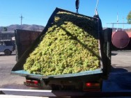 Grape purchase is at risk this year