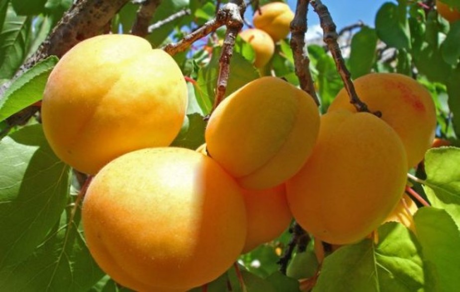 Apricots fail to reach Moscow