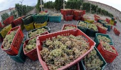 Panic among Armenia grape purveyors