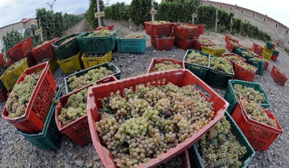 Panic among Armenia grape purveyors