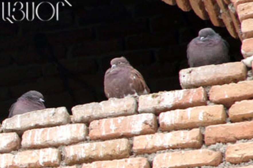 “The birds in my yard” 