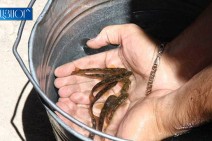 Small fish released to Lake Sevan in framework of fish breeding and trout restoration program