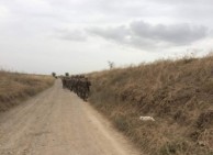 Сдавшие страну, отнявшие жизни тысяч людей и исполняющие азербайджанские прихоти еще и смеют насмехаться над оппозицией – Тигран Абрамян