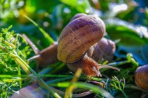 The first snail breeding farm was established in Armenia