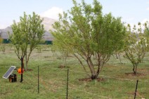 The introduction of electric fences program was implemented in region of Ararat