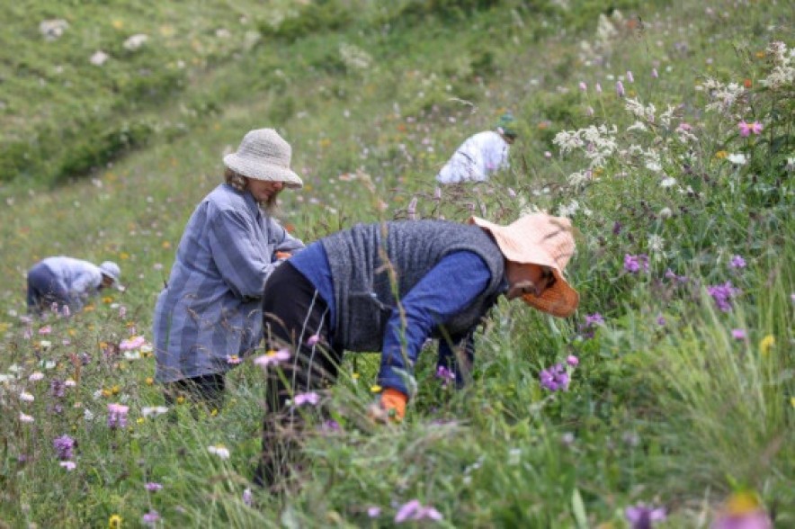 20,000 trees were mulched in Lori with the support of Viva-MTS Partnership to increase forest cover in Armenia