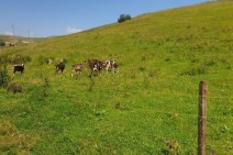Technological support to farmers: Electric fences in the border village of Vahan