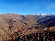 "Green mindset", the fight against landslides and creation of jobs in the communities։ Viva and “My Forest Armenia” NGO are creating a forest again