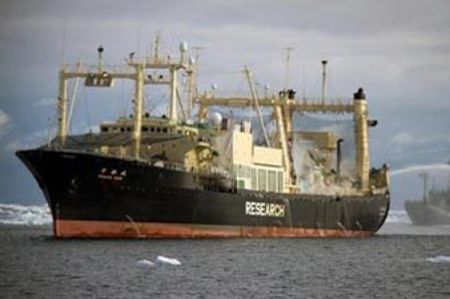 Экологи победили японских китобоев, заставив прекратить промысел